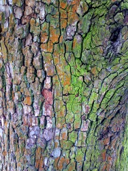 Bark of tree / outdoors photography of tree bark texture 