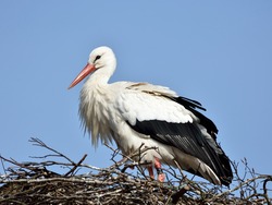 White Stork (Ciconia ciconia) resting in its nest with blue skies in the background
