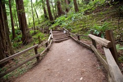 Trail through Muir Woods National Monument in San Francisco, California