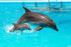 A charming dolphin baby swims with his mom dolphin in pool. Two dolphins enjoing together. Dolphin with cub swim in the pool