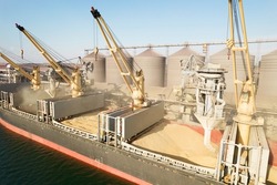ODESSA, UKRAINE - August 9, 2021: Loading grain into holds of sea cargo vessel through an automatic line in seaport from silos of grain storage. Bunkering of dry cargo ship with grain