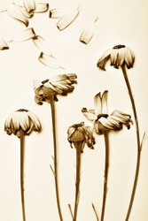 arrangement of wilted daisies , sepia toned.