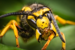 Wasp macro with wide open mandibles
