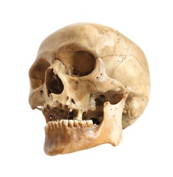 Skull of the person on a white background.
