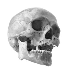 Skull of the person on a white background. Black and white photo