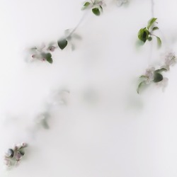 Hanging branches of an apple tree in a garden with bloom pink flowers and leaves in a transparent fog and blurry focus..