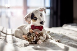 Puppy and kitten hugging on the bed as a best friends