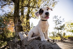 Funny puppy looking into camera with his tounge and smile on his face. He is in park and there are trees at the background.