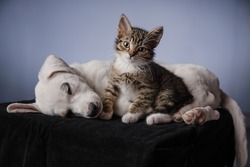 White little puppy sleeping near to little striped grey kitten the blue background. Cat looking into camera.