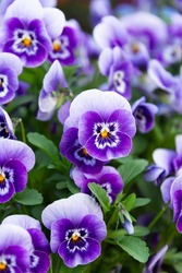 Closeup of violet viola flowers in garden