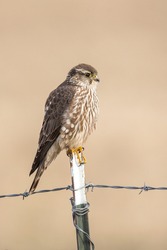 A prairie falcon is perched on a metal fence post in north Idaho.