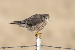A prairie falcon is perched on a metal fence post in north Idaho.