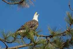 An adult bald eagle perched on a branch against a blue sky calls out in north Idaho.