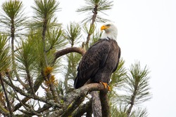 A majestic bald eagle is perched on a branch located in north Idaho.