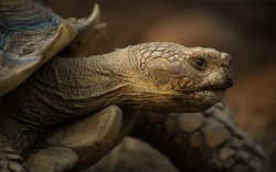 A giant Galapagos turtle, Galapagos islands, Ecuador, South America