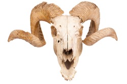 Animal skull with big horn isolated isolated on white