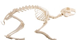 Skeleton of the domestic quadruped section with bones