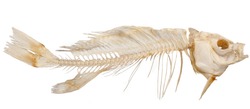Isolated skeleton of fish on a white background