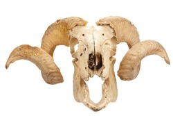 Animal skull with big horn isolated isolated on white