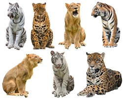 collection of  big cat (panthera) isolated on white background