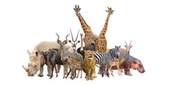 group of africa animals isolated on white background