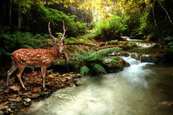 tropical stream and sika deer