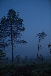 Dark forest with silhouette trees