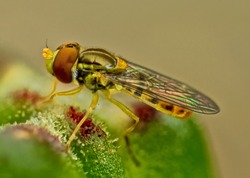 Extreme close-up of a Hover-fly sitting on a lily bud