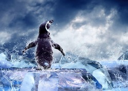 Penguin on the Ice in water drops.