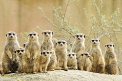 Suricate or meerkat (Suricata suricatta) family Earth males looking for enemies
