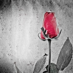 red rose flower on black and white paper texture