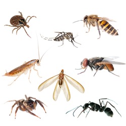 animal insect bug set collection