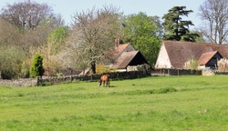 Horse grazing in an english meadow with Farm buildings behind