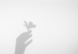 Realistic hand holding organic flower natural shadow overlay effect on white texture background