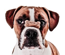 Boxer Dog Balancing Treat on Nose