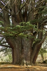 Cedrus libani. Great cedar of Lebanon, centenary tree located in the town of Bejar, Salamanca.