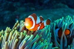 Colorful Clownfish hiding in their host anemone on a tropical coral reef