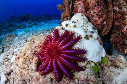 A Crown of Thorns Starfish feeds on a bleached, dead hard coral on a tropical reef.