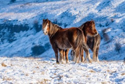 Wild mountain ponies in a cold, snowy, winter landscape (Wales, UK)