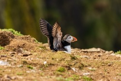 Atlantic Puffins on top of their nesting burrows on a dusty clifftop (Wales, UK)