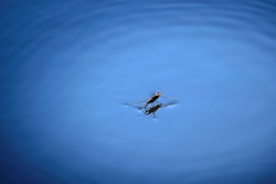 Closeup shot of a water strider, or water skater, resting on the surface of water in a pond.