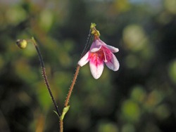 Linnaea borealis (Linnea northern) -
 delicate flower of  Subpolar Urals