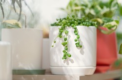 String of Pearls Plant in White Planter
