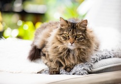 Long Haired Tabby Cat Relaxing Outside on Patio