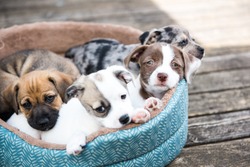 Litter of Terrier Mix Puppies Playing in Dog Bed Outside on Wooden Deck