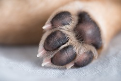 Close Up of Light Colored Puppy Paw