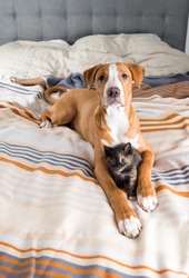 Tired Mixed Breed Puppy Playing with Tortoiseshell Kitten on Human Bed