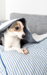 Senior Jack Russell Mix with One Eye Hiding Under Blanket