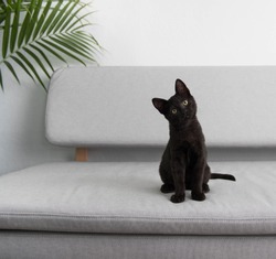Black Small Kitten Sitting On Gray Sofa