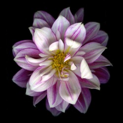 Birds eye view of pink Dahlia isolated on black